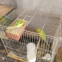 مرغ عشق مولد معمولی و انگلیسی جفت خورده معاوضه ام