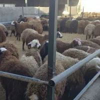 بره نر تمام  پروار