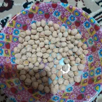 نخود|خوردنی و آشامیدنی|سنقر, |دیوار