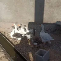 غاز