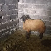بره