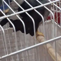 مرغ مینا سخنگو