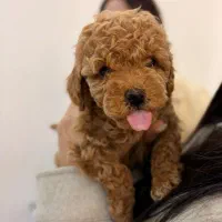 واگذاری سگ ژرمن گلدن پامر|سگ|ساری, |دیوار