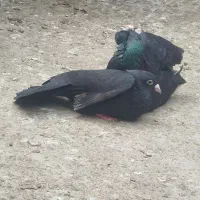 کرمونی زات درست