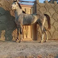 نریان کره سهیل حیدر