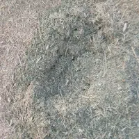 علف شاور سارال
