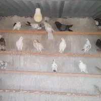 جوجه پرشی|پرنده|اصفهان, ملاصدرا|دیوار