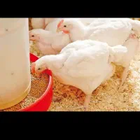 جوجه مرغ بومی