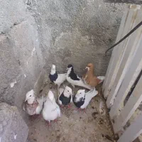 کفتر|پرنده|نورآباد ممسنی, |دیوار