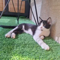 واگذاری گربه میکس بریتیش