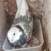 کفتر شازده سرور قاب طوقی زرد و هفت رنگ