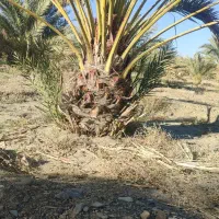 فروشنخلخرما|خدمات باغبانی و درختکاری|مهرستان, |دیوار