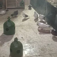 کبوتر غریب گیری