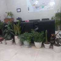 پیش فروش در بسیجیان