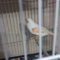 قناری ردفاکتور وموزاییکی|پرنده|مشهد, شهرک لشکر (شهرک غرب)|دیوار