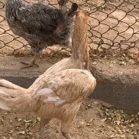 مرغ لاری|حیوانات مزرعه|تایباد, |دیوار