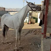 فروش اسب ب رنگ زیبا