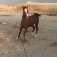 فروش اسب