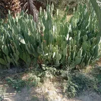 قلمه کاکتوس آپونتیای میوه دار|گل و گیاه طبیعی|گله دار, |دیوار