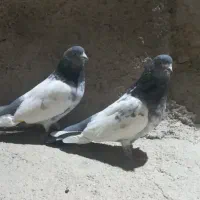 کله دم سبز قدیم درشت وکشیده