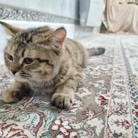 بچه گربهی بسیار آروم|گربه|زاهدان, |دیوار