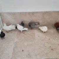 کبوتر پرشی|پرنده|گلبهار, شهر جدید گلبهار|دیوار