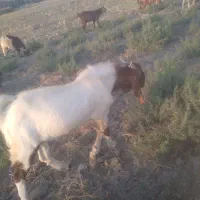 چپشنژاد دار فروشی|حیوانات مزرعه|حور, |دیوار