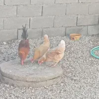 دوعددمرغتخمگذارویکعددخروس