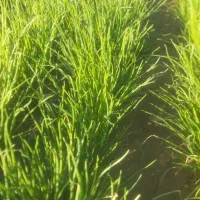 نهال پیاز مینروا 2کیلو