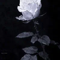 آنلاین شاپ