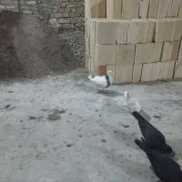 6تا حیوون ساده زاغ سفیدو|پرنده|مشهد, بلال|دیوار