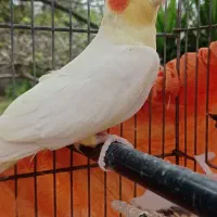 طوطی عروس هلندی سرحال و سخنگو
