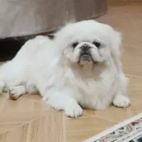 پیکینیز امپریال ۳ ساله پسر