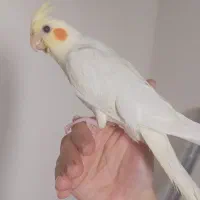 عروس هلندی لوتینو 3 ماهه