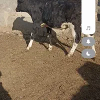 گوساله نر و ماده|حیوانات مزرعه|تربت جام, میان جام|دیوار