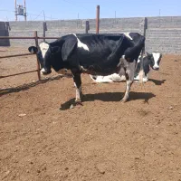 گاو وگوساله