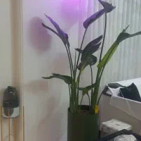 گل نی کولای|گل و گیاه طبیعی|تهران, افسریه شمالی|دیوار