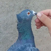 کبوتر کاکل میخ