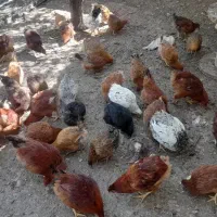 مرغ وخروس محلی هشت ماهه