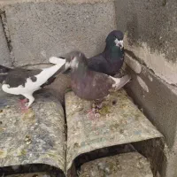 پرنده کبوتر|پرنده|شیراز, گویم|دیوار