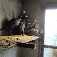 فروش مرغ شاخدار