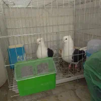 کبوتر یک جفت مهر با جوجه