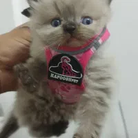 گربه اصیل اسکاتیش بریتیش|گربه|طرقبه, |دیوار