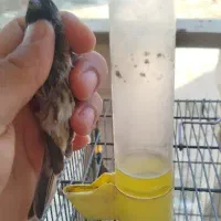 گلبسر|پرنده|کهریزک, |دیوار