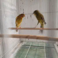 قناری درشت سوپری رسمی بلند|پرنده|مشهد, ایثارگران|دیوار