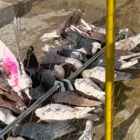 کفتر گم کردم