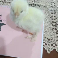 جوجه برهما و آمروک ومینیاتوری پاپرلپی