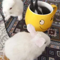 بچه خرگوش اندازه نصف کف دست