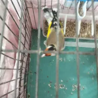 سهره تازه گیر|پرنده|سردشت, |دیوار