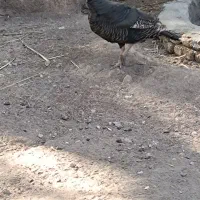 بوقلمون ماده تخمی|حیوانات مزرعه|بم, |دیوار